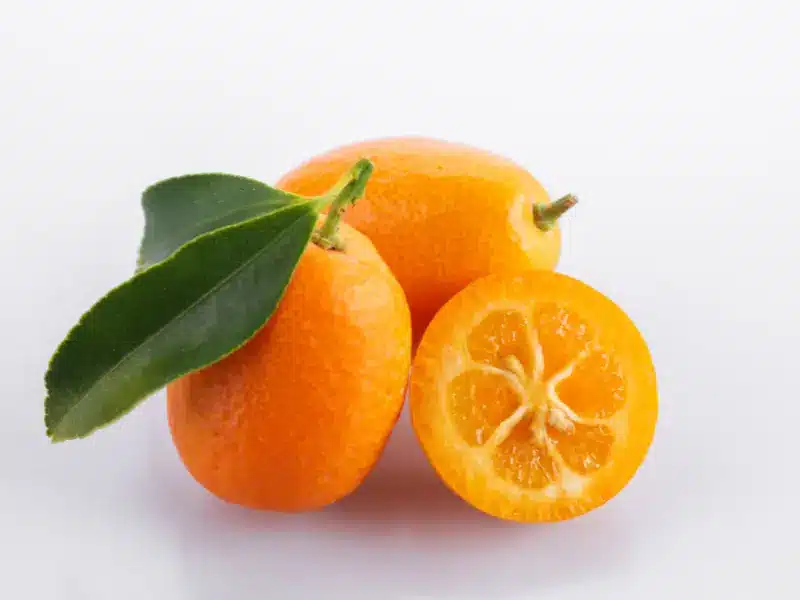 קומקוואט (תפוז סיני): פרי הדר קטן עם יתרונות גדולים